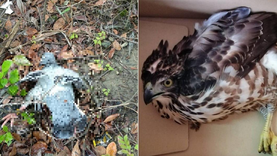 新北市公園近日來發現2具鴿子屍體，一度以為是遭人虐殺，後來經證實兇手是鳳頭蒼鷹（右）。（圖／新北市動保處）