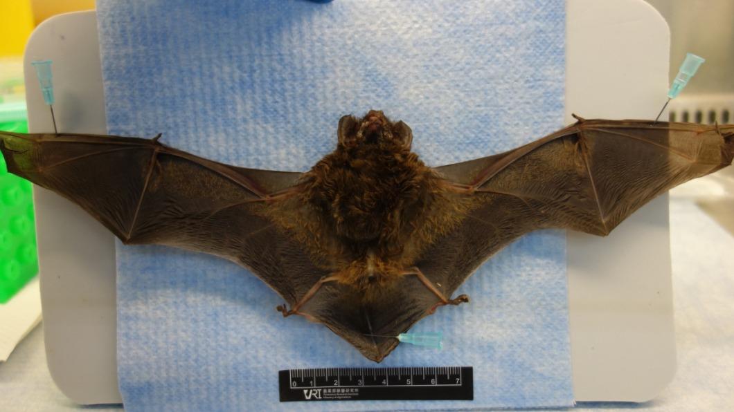 近日有民眾拾獲絨山蝠，遭檢出台灣蝙蝠麗沙病毒第2型。（圖／防檢署提供）