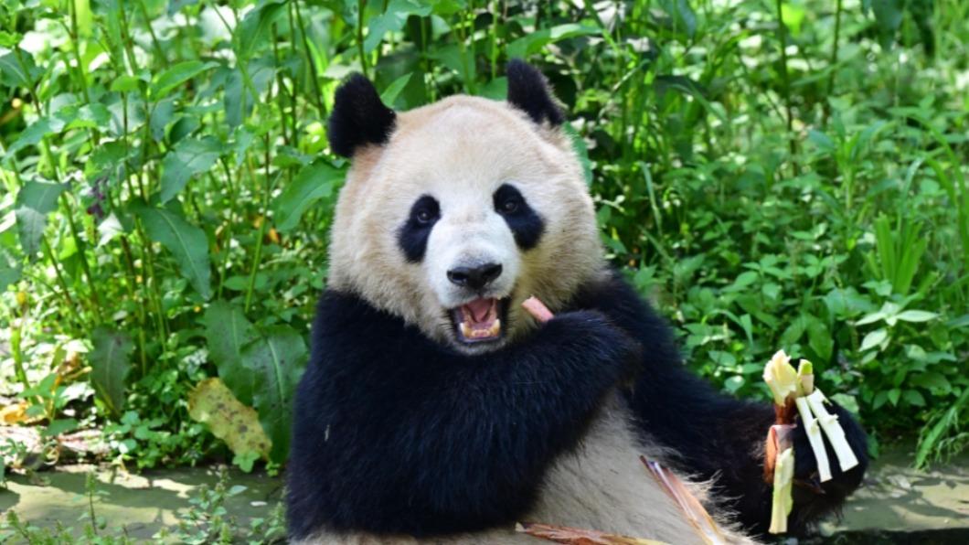 中國大貓熊「鑫寶」，將在飼養師和獸醫陪同下赴美。（圖／翻攝央視）