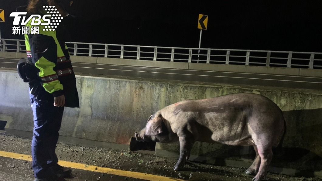 一隻胖豬25日在苗栗縣道上亂竄。（圖／TVBS）