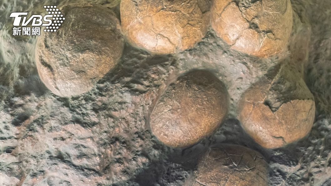 怪異石塊「竟是恐龍蛋」！整窩埋千萬年　白堊紀變形蛋出土