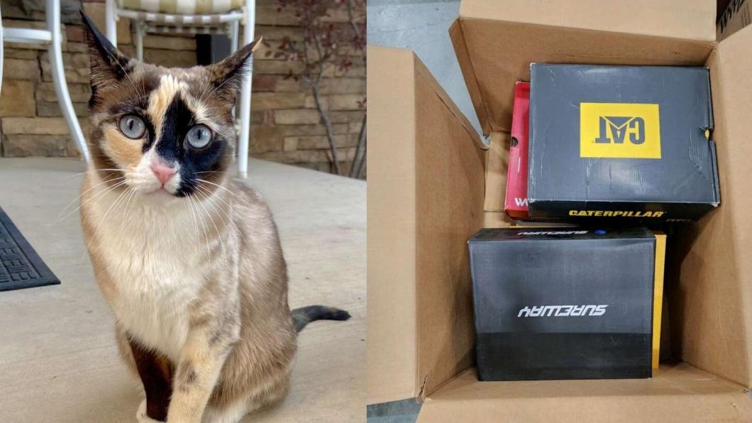 美國一對夫婦誤將愛貓打包進紙箱退貨。（圖／翻攝自KSL.com）