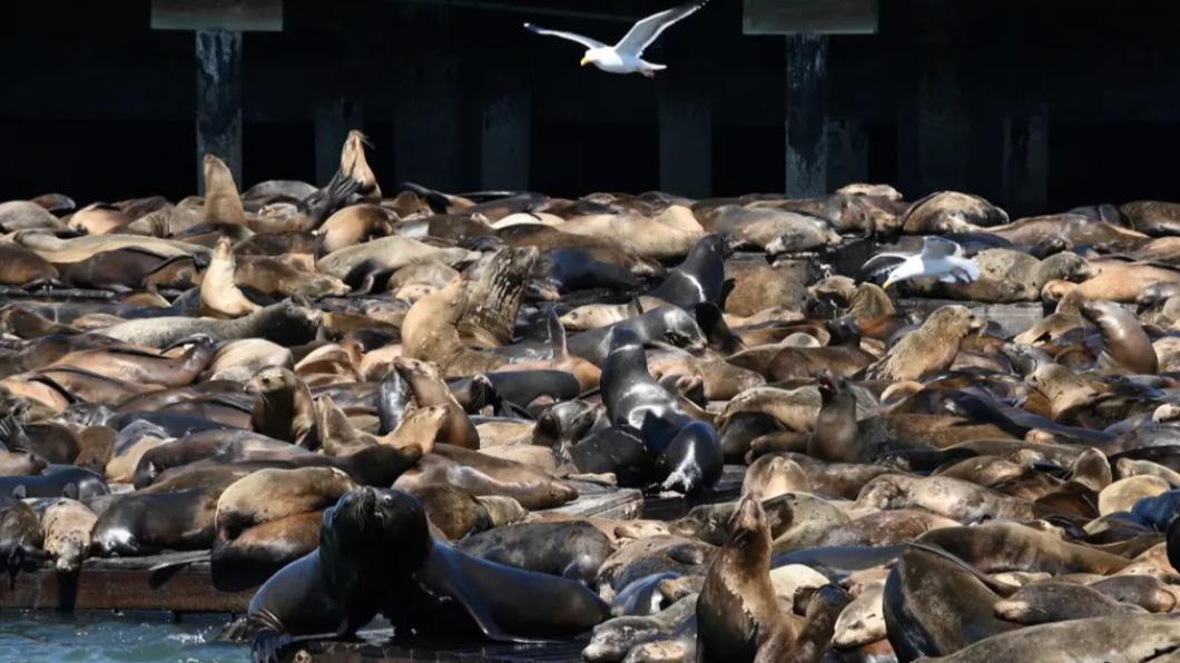 5月1日，一大群海獅從美國西部沿岸進入舊金山灣，數量驚人，推測有超過1000隻海獅同時湧入39號碼頭。（圖／翻攝自紐約郵報）