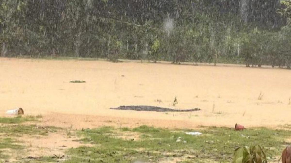 廣東省中山市下暴雨淹水，其中還有4隻鱷魚趁機逃離養殖場。（圖／翻攝自央視新聞微博）