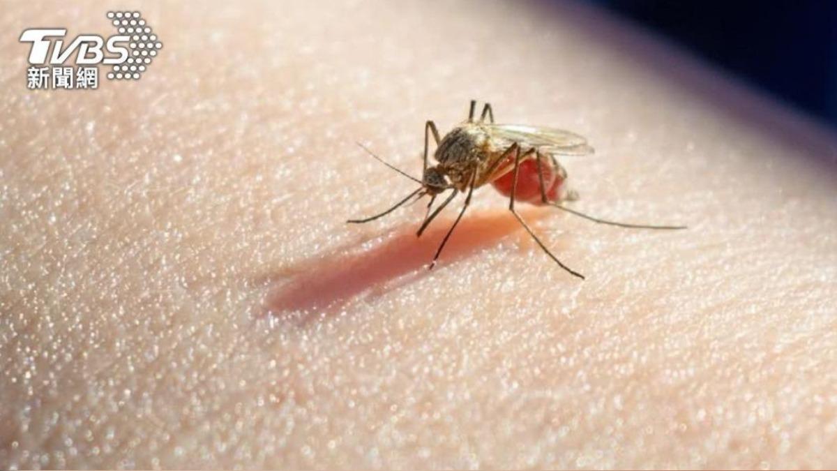 一名住阿里山的網友分享，晚上40分鐘殺死110隻蚊子。（示意圖／shutterestock達志影像）