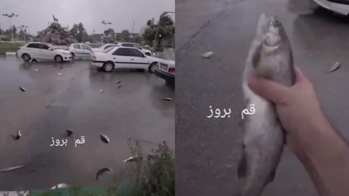 伊朗西南部城市亞蘇季（Yasuj）出現「天降魚雨」奇景。（圖／翻攝自 X）