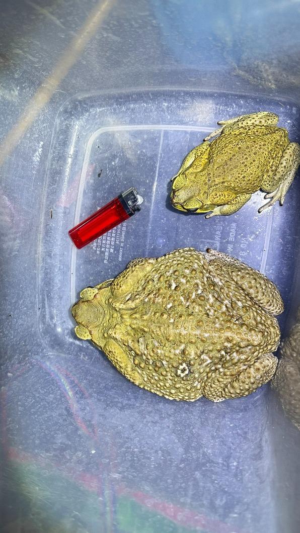 海蟾蜍母成娃。（圖／中水分署鳥嘴潭湖區工務所提供）