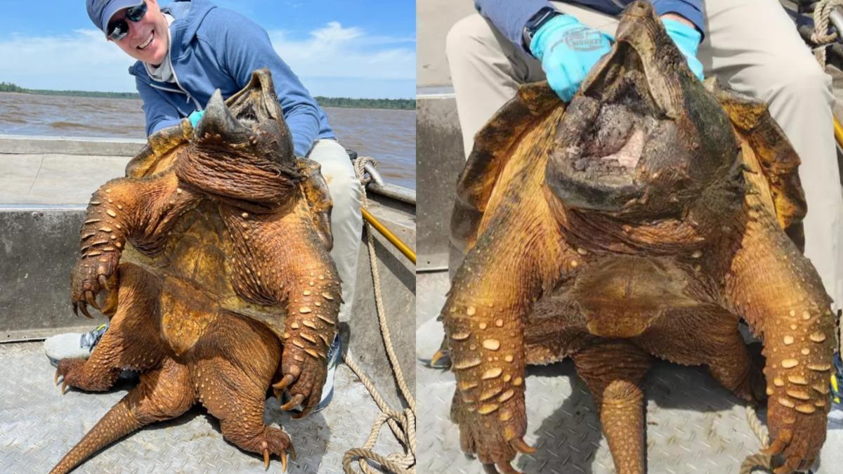 美國專業釣客意外釣到一隻90公斤巨大鱷龜。（圖／翻攝自Kirk Kirkland臉書、CHRON）