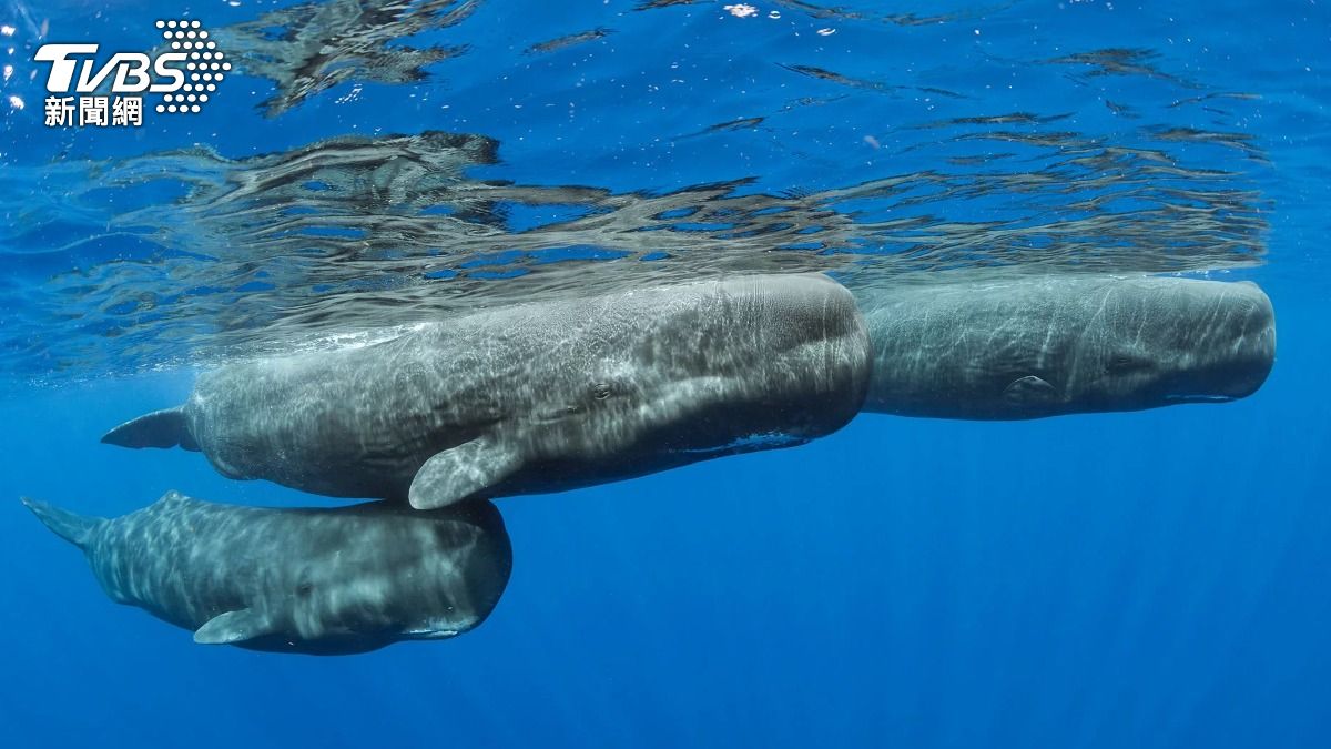 抹香鯨是海洋中的「交際王」，有著與人類相似的社交模式，甚至有家族！（示意圖／shutterstock達志影像）