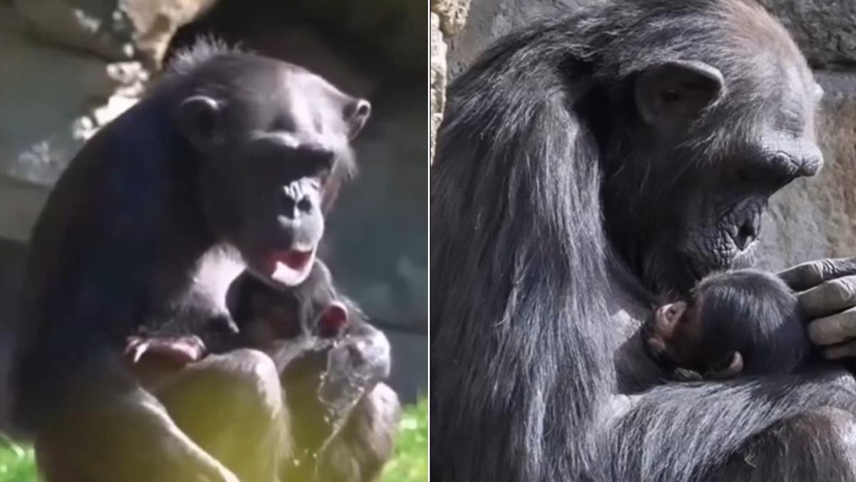 西班牙有座動物園裡的母黑猩猩在喪子3個月後，仍帶著小孩的屍體活動。（圖／翻攝自X@JavierApophis）