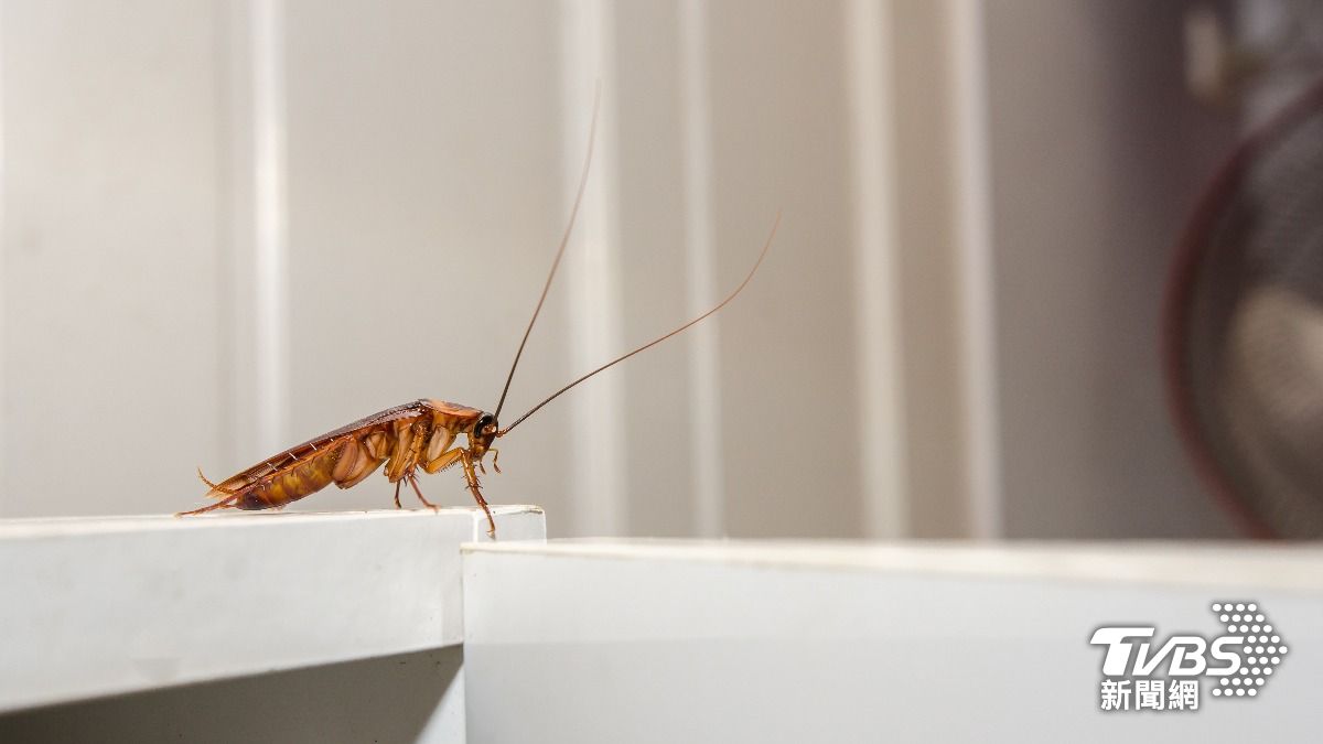 網友凌晨在家中發現蟑螂，卻不敢自己打。（示意圖／shutterstock達志影像）