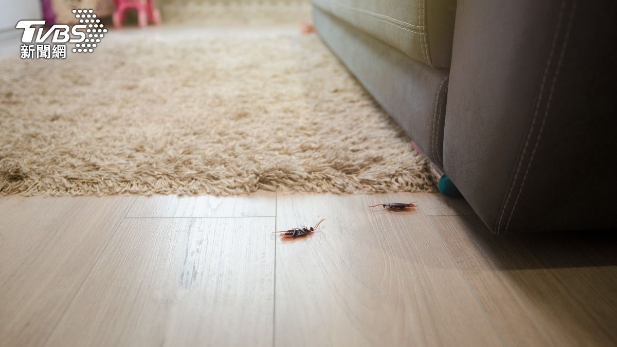 該如何減少家中的蟑螂出沒率？不妨參考環境部分享的簡單3招。（示意圖／shutterstock達志影像）