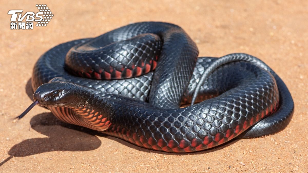 澳洲一名女子發現毒蛇爬進車內。（示意圖／shutterstock 達志影像）