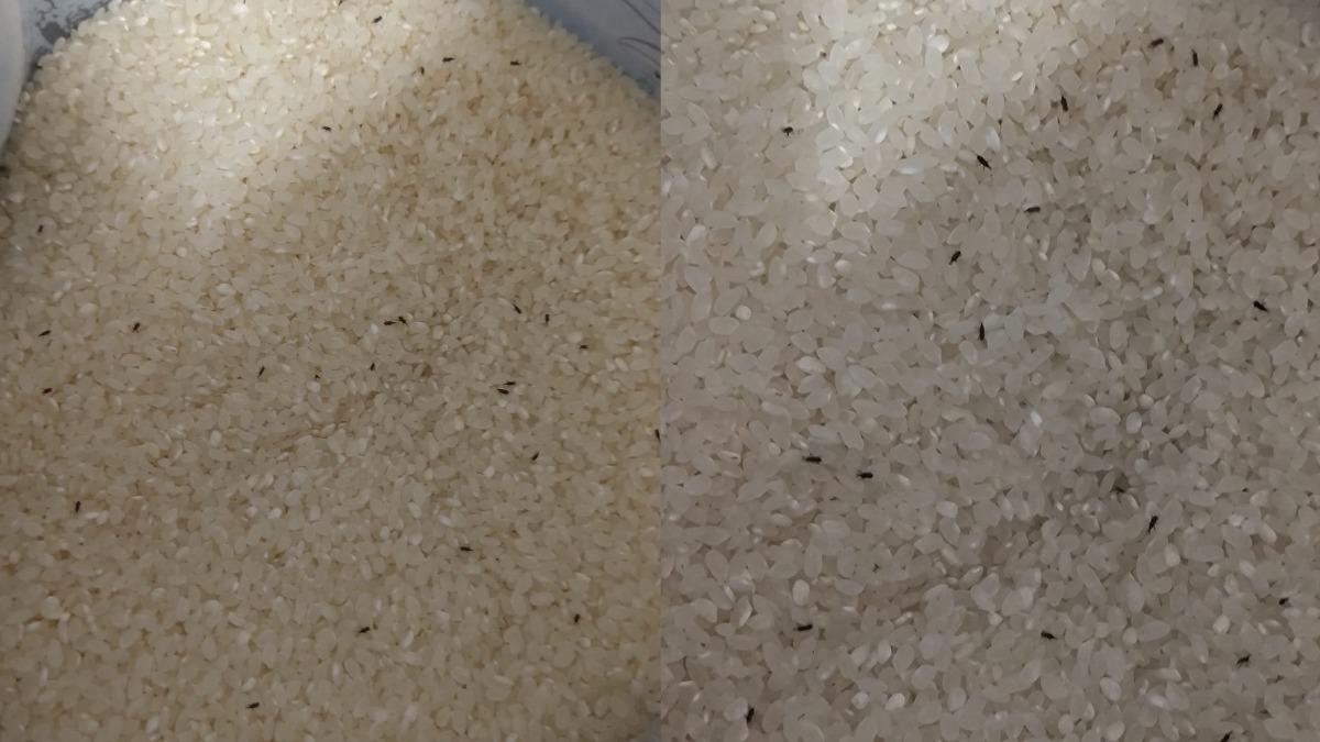 會員買了一包關山米，打開驚見一堆米蟲。（圖／翻攝自臉書「Costco好市多 商品經驗老實說」）