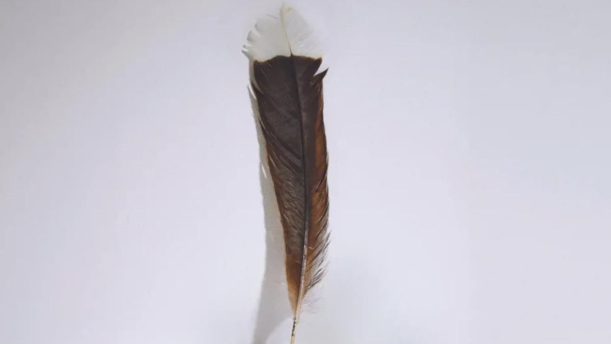 已經滅絕的紐西蘭鐮嘴垂耳鴨（huia）羽毛，以46521紐西蘭元（約92萬新台幣）被售出，創下最高紀錄。(圖／翻攝自Webb’s)