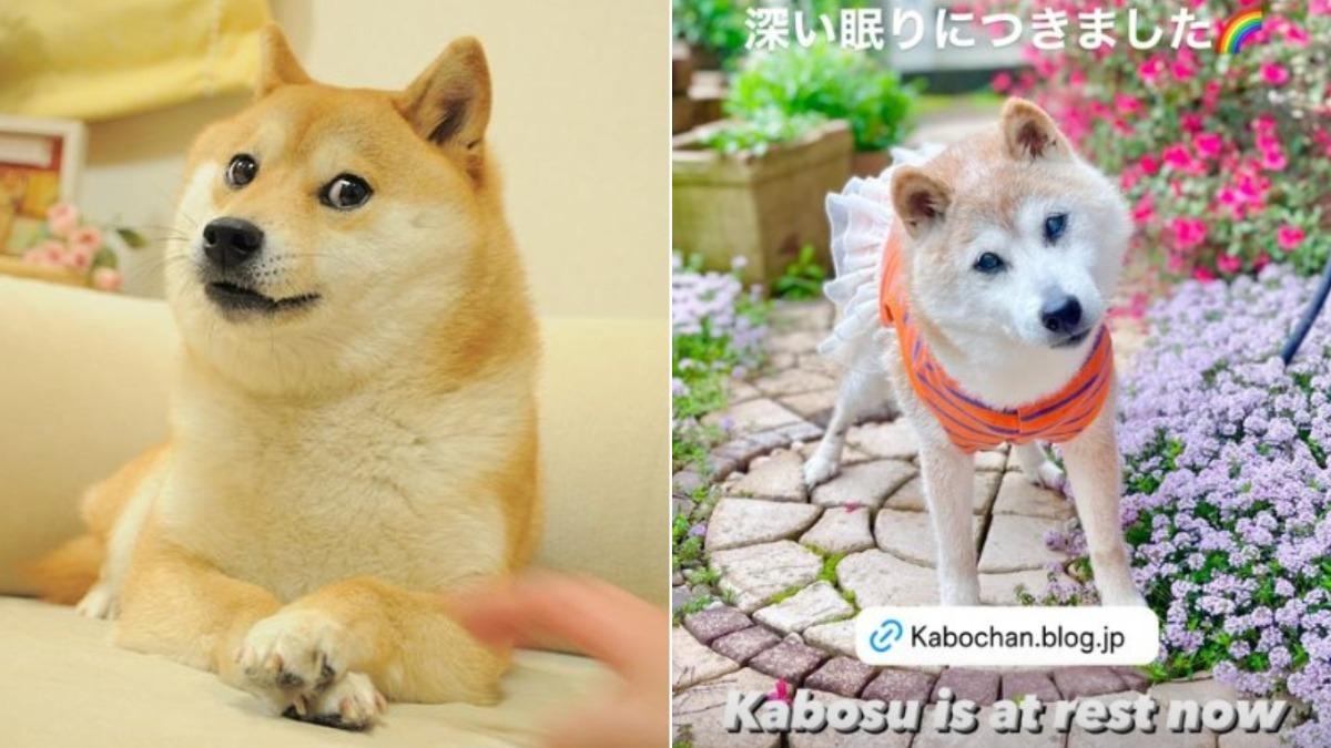 迷因柴犬「Kabosu」的主人24日證實牠已經離世。（圖／翻攝自Instagram@kabosumama）