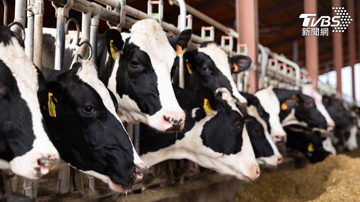 美國近期爆發乳牛感染禽流感疫情。（示意圖／shutterstock達志影像）