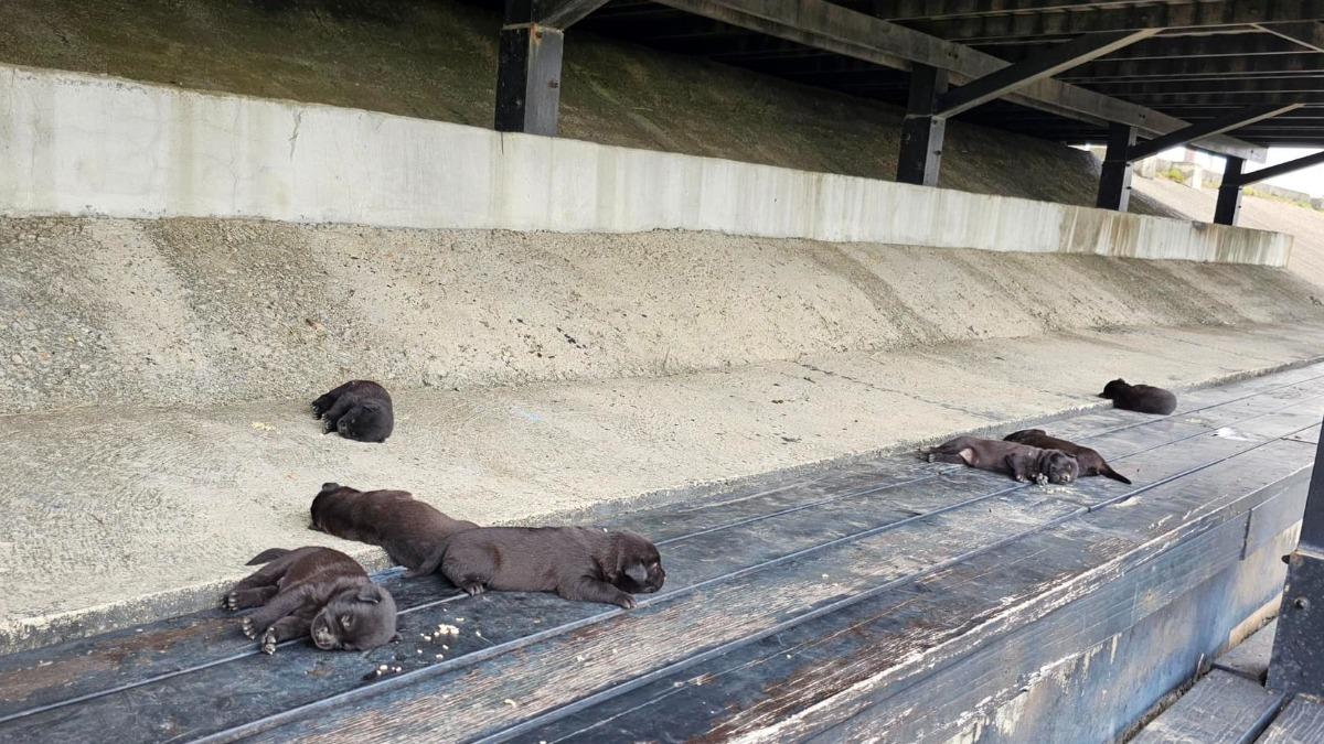 高美濕地觀景台木棧道疑似有7隻幼犬遭棄置。（圖／翻攝自臉書清水小鎮）