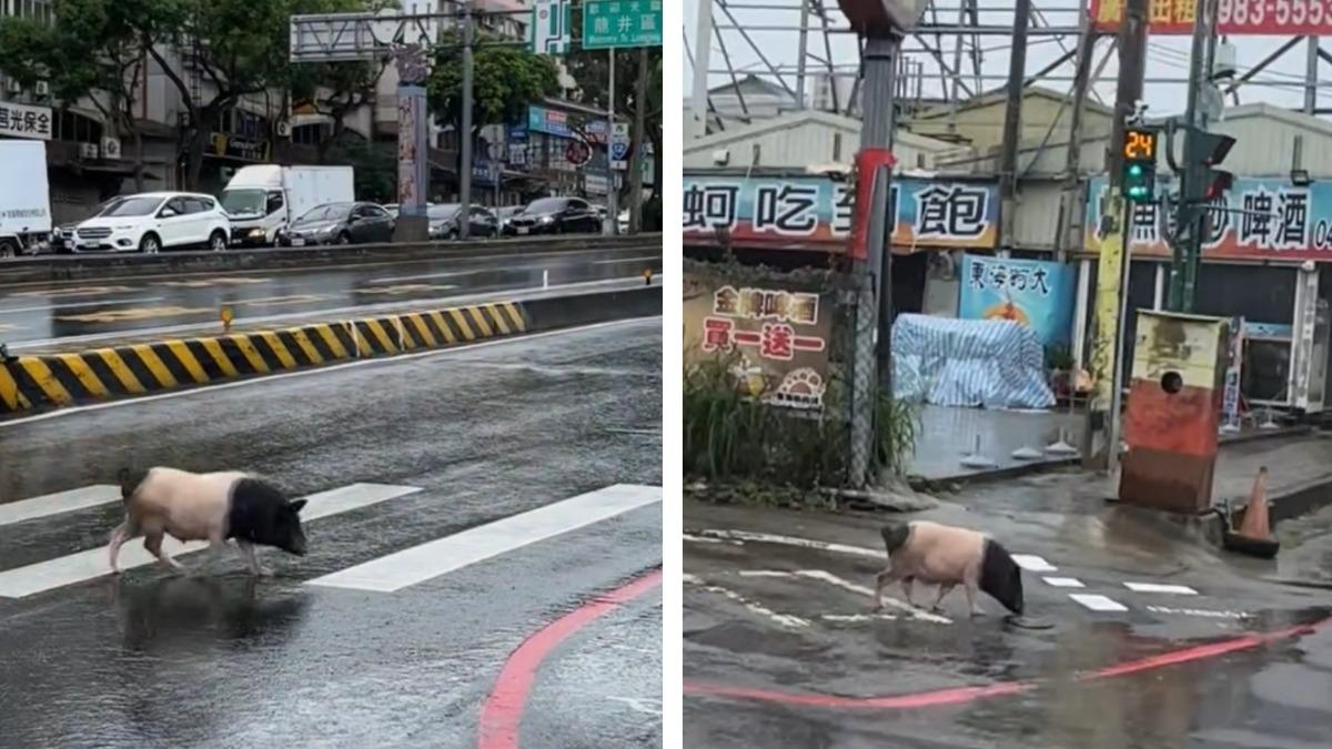 麝香豬成功過馬路。（圖／路上觀察學院）