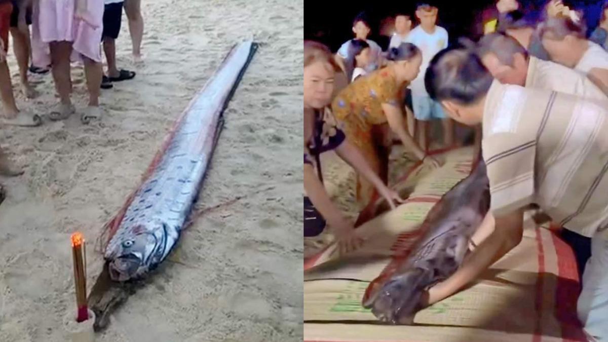 越南海岸發現4.5公尺長的地震魚，當地漁民急忙安排「魚葬」祈福。（圖／翻攝自「Cố Đô Huế」臉書）