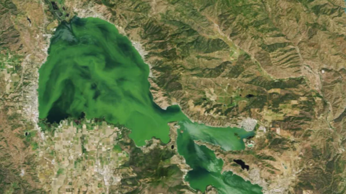 北美最老湖克利爾湖（Clear Lake，又名清水湖）被染綠。（圖／翻攝自 NASA）