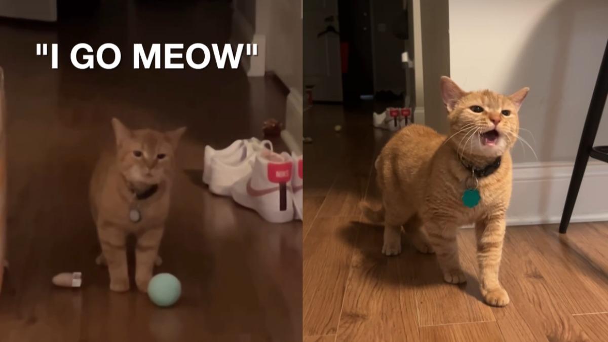 迷因貓咪卡拉（Cala）今年4月因歌曲「I Go Meow」爆紅。（圖／翻攝自IG：cala_and_elizabeth）