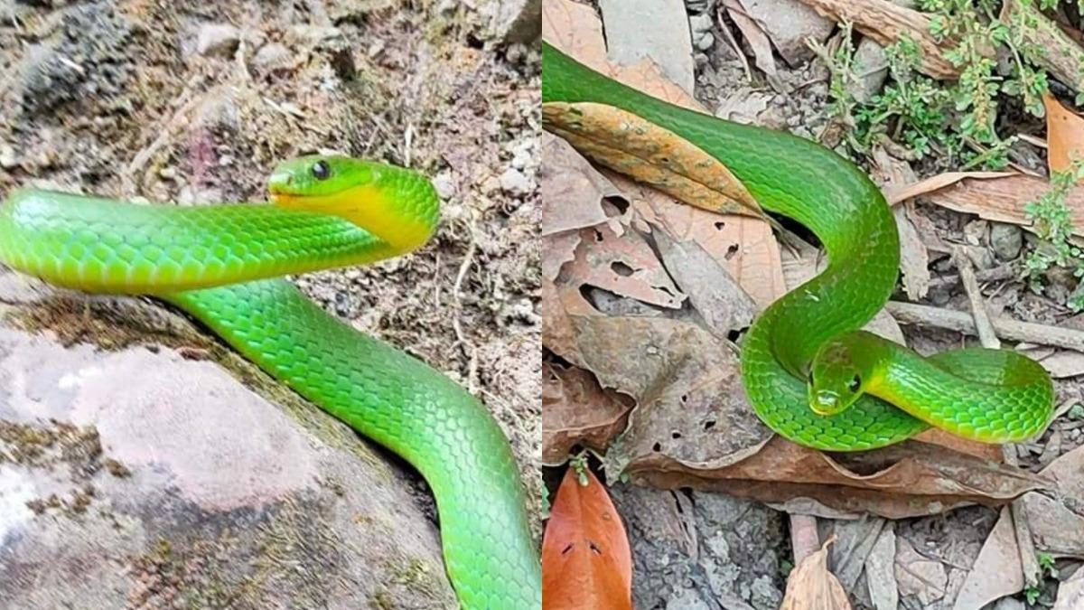 有網友近日外出巧遇一條花色極美的青蛇，意外在網路上掀起熱議。（圖／翻攝自「爆料公社」臉書）