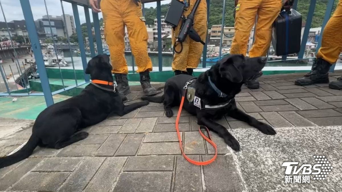 2搜救犬到場支援，確認是否還有人員受困。（圖／TVBS）