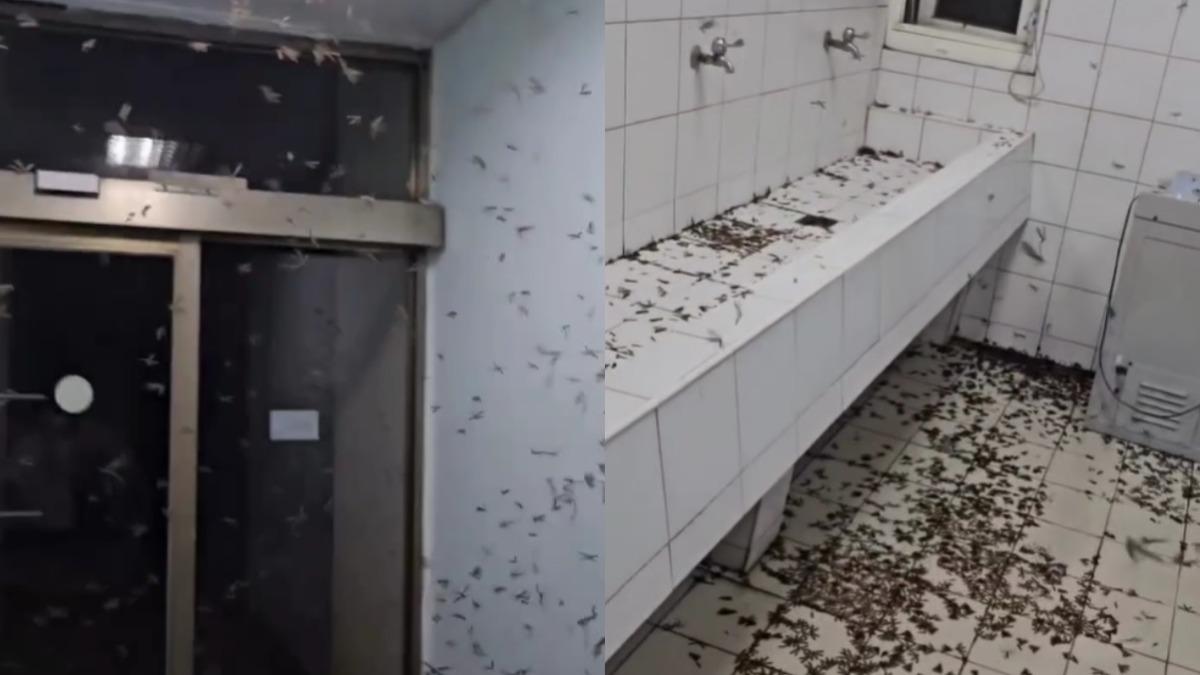 「大水螞蟻」入侵清華大學男生宿舍。（圖／翻攝自Threads）