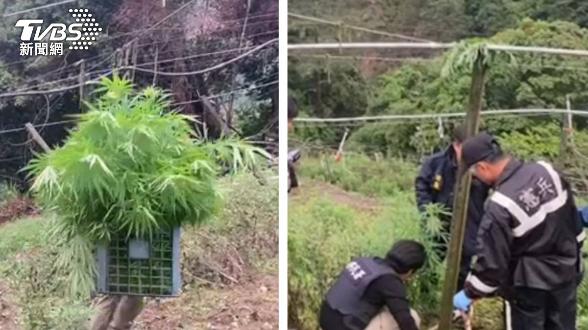 失聯泰籍移工在山上種大麻。（圖／TVBS）