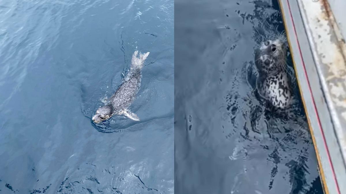 野生海豹現蹤基隆外海，呆萌模樣全被拍下。（圖／翻攝自臉書「中華鯨豚協會」）