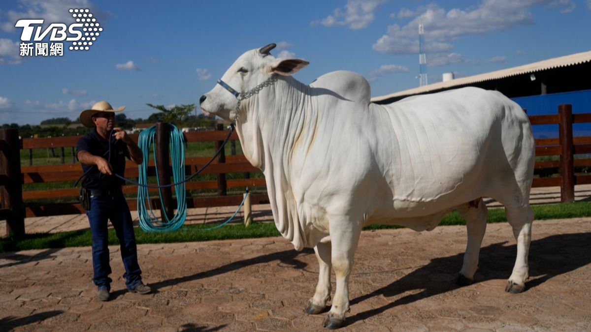 維亞蒂娜集合了眾多優越基因。（圖／達志影像美聯社）