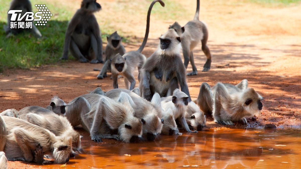 印度賈坎德邦有40隻猴子因找不到水源，最終跳井溺斃。（示意圖／shutterstock 達志影像）