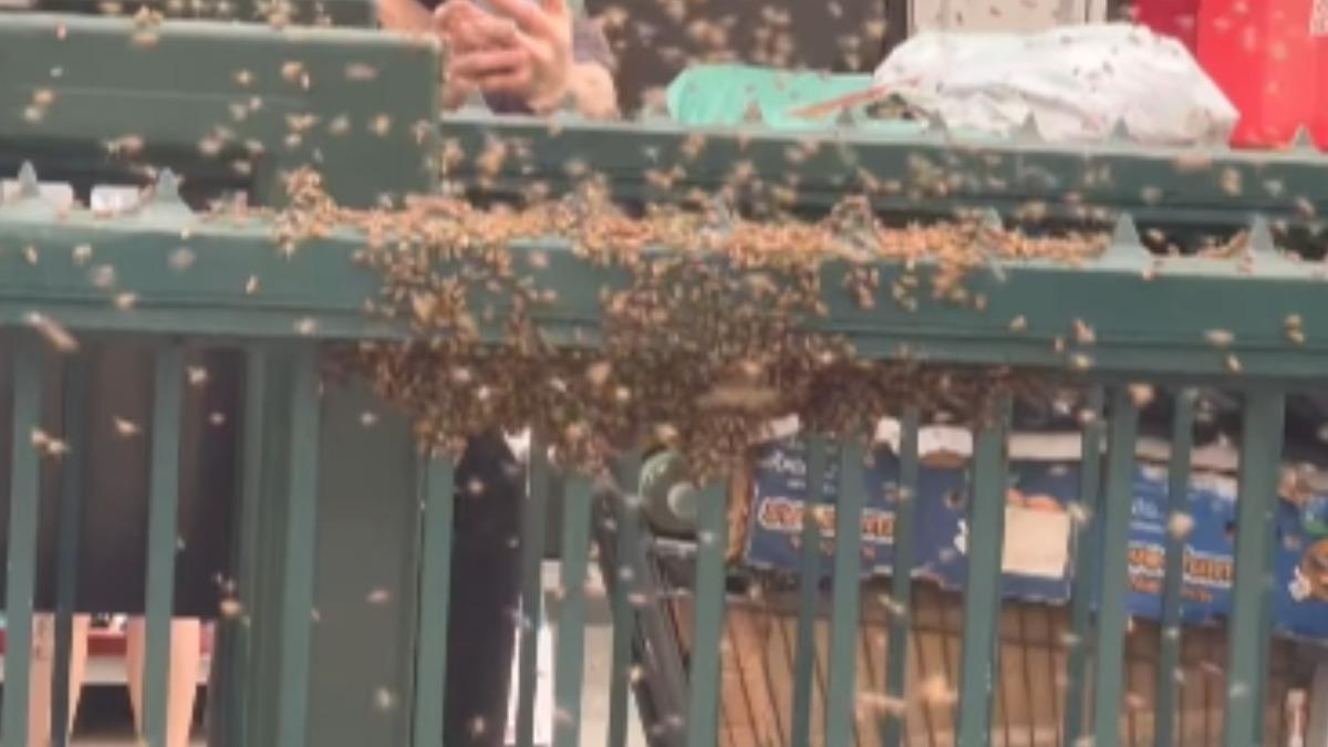 近日紐約地鐵入口處被「數以萬計」的蜜蜂攻佔。（圖／翻攝自Lukasz Bielawski）