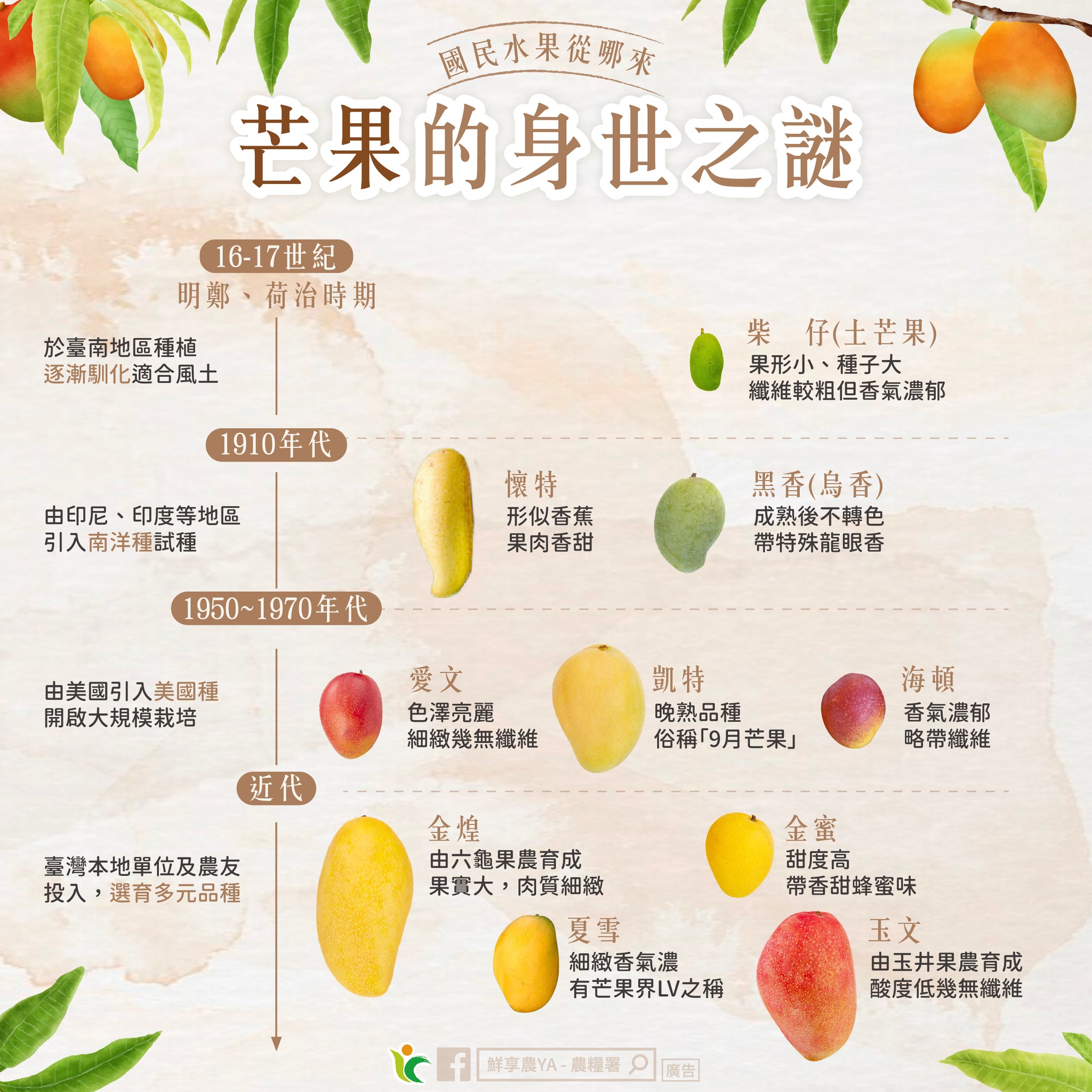 芒果一開始由荷蘭人引進。(圖/翻攝自農糧署臉書)