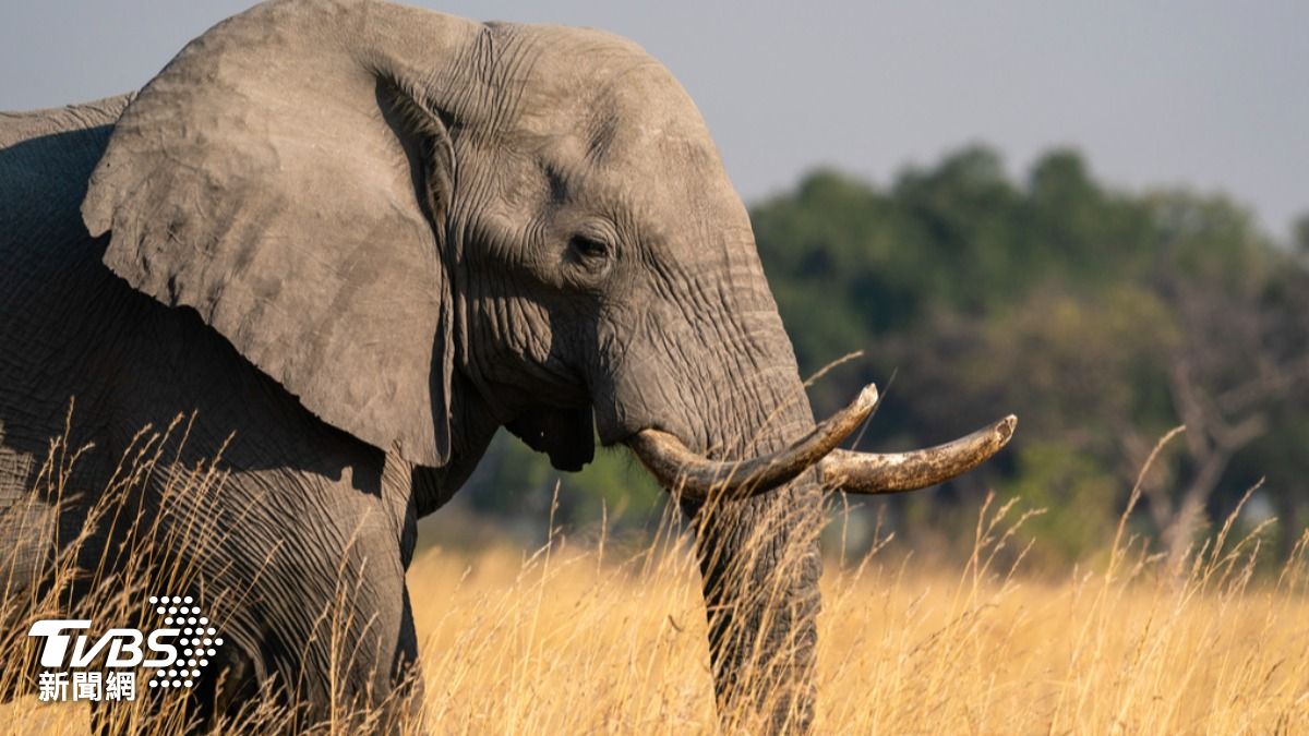 生物學家發現，非洲象擁有特殊能力，會以「小名」呼叫同伴。（圖／達志影像美聯社）