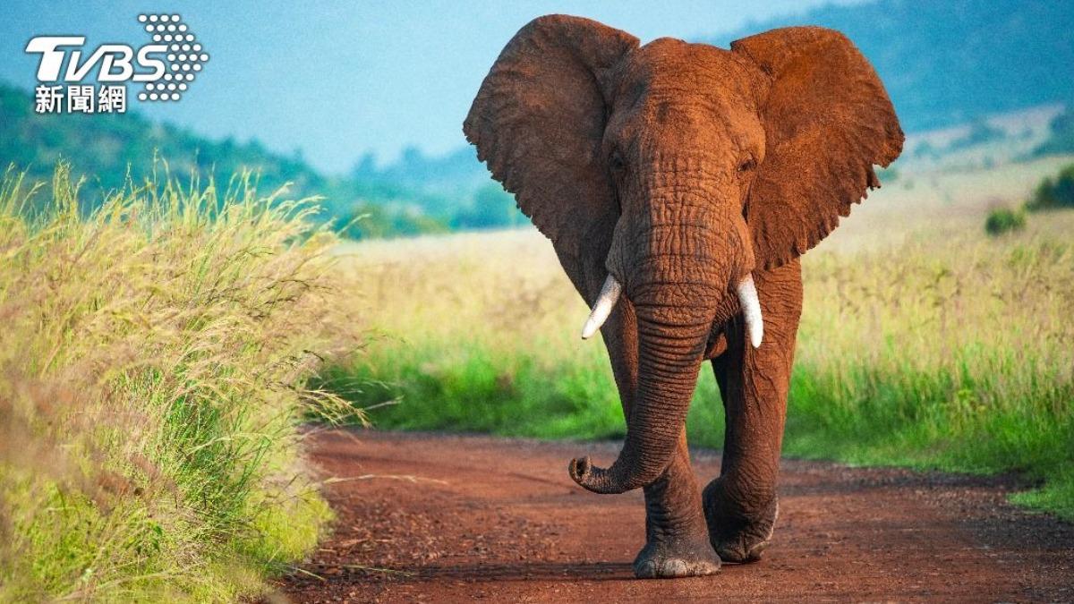 研究人員發現，大象會用類似名字的方式稱呼彼此。（示意圖／shutterstock達志影像）
