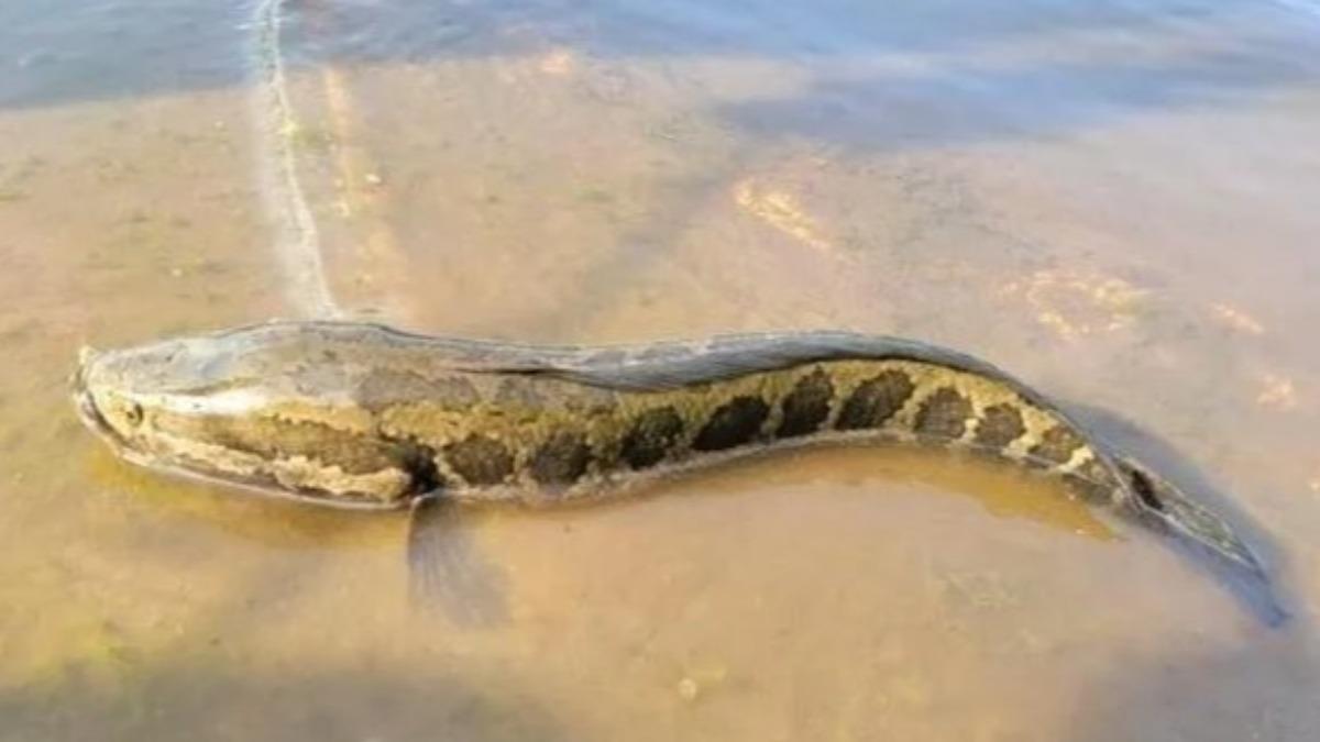 美國密蘇里州近日發生第4起有人抓到「北方蛇頭魚」的事件。（圖／翻攝自Facebook@Missouri Dept. of Conservation）