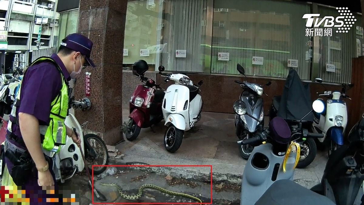 員警協助用掃把困住蛇。（圖／TVBS）
