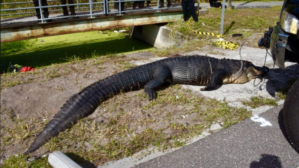 美國佛州去年9月傳出女遊民遭鱷魚「生吞」的慘劇。（圖／翻攝自X@JoshRojasBN9）