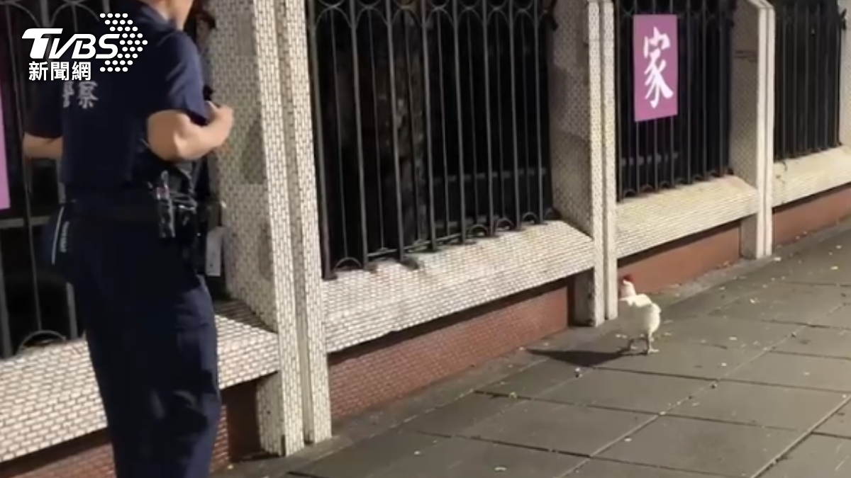 高雄驚見有神明雞在路邊圍牆逛大街。（圖／TVBS）