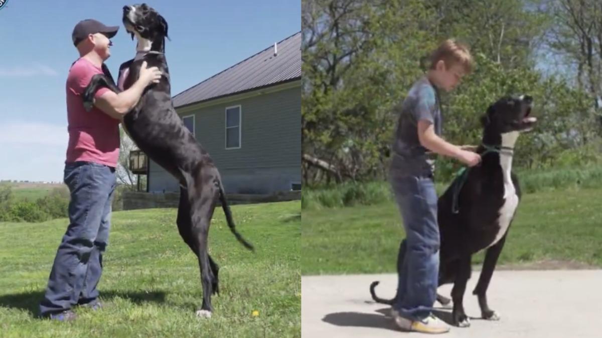 世界最高狗「凱文」（Kevin）身高達0.97公尺。（圖／翻攝自 金氏世界紀錄）