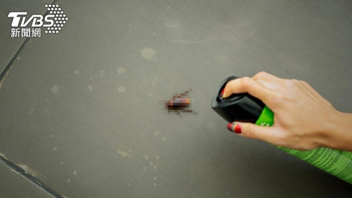 蟑螂是居家環境中常見又討厭的衛生害蟲。（示意圖／shutterestock達志影像）