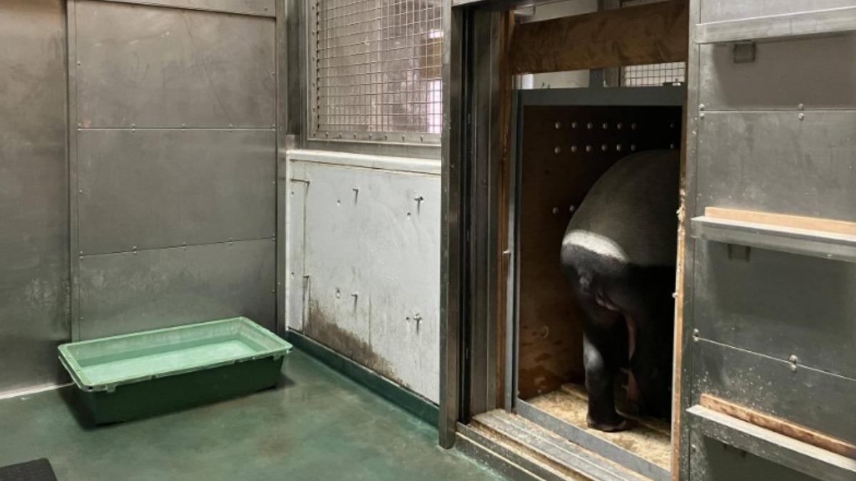 來台前練習進入運輸箱的馬來貘「英雄」。（圖／翻攝自橫濱動物園官網）