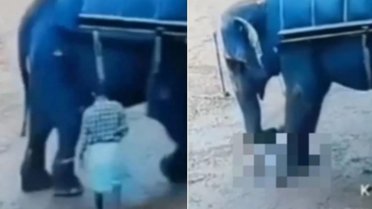 印度一名馴象師遭到園內一隻大象踩死。（圖／翻攝自Ｘ）