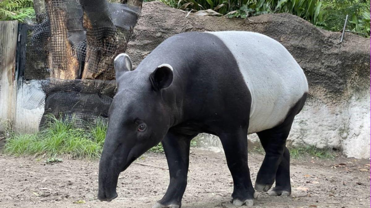 Malayan tapir dies from heat stress during transport (Photo courtesy of Zoorasia Zoo via Taipei Zoo) Malayan tapir dies from heat stress on way to Taiwan