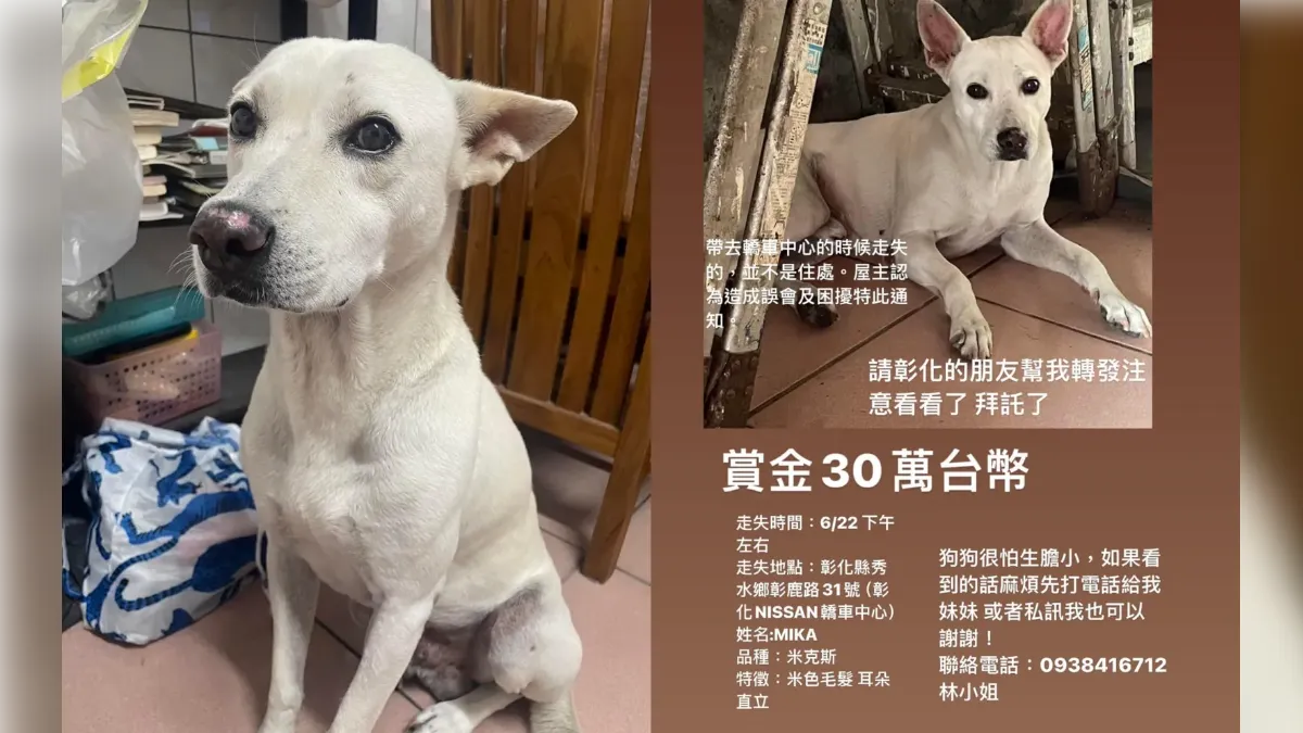 彰化林小姐飼養的狗在秀水鄉附近走失，祭出30萬懸賞獎金，請鄉親幫忙尋找。（圖／翻攝自臉書社團「米克斯傳奇」）