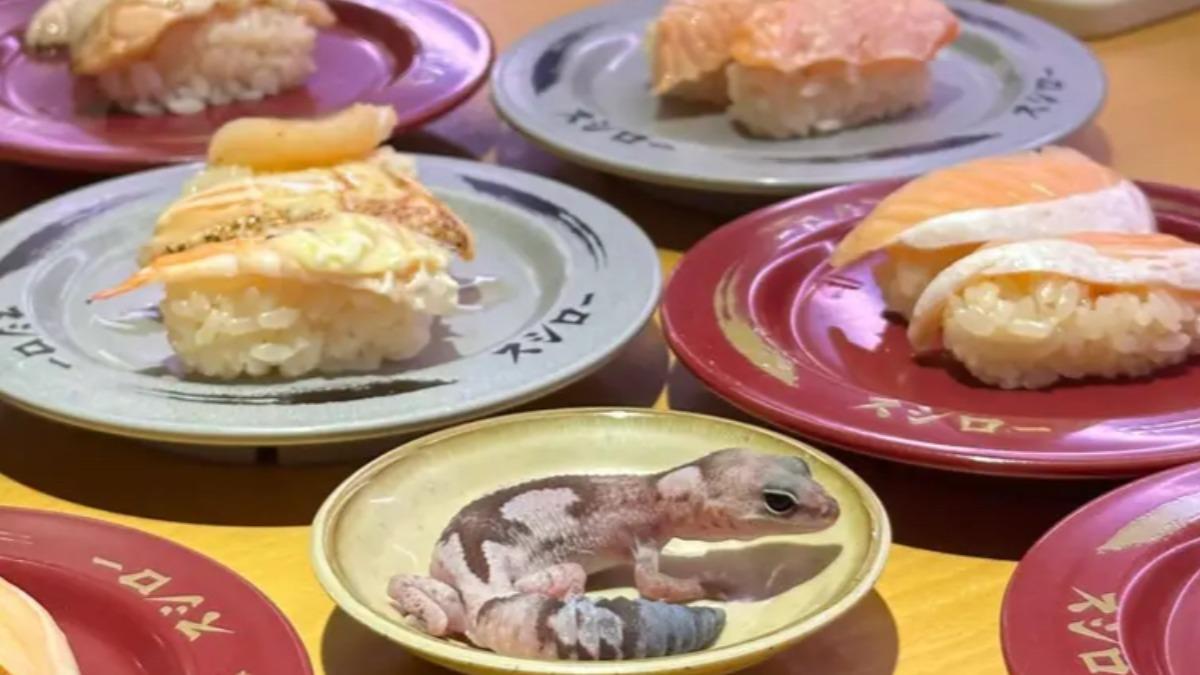 網友看到竟有消費者將自己的寵物擺在壽司店醬料盤上。（圖／擷取自Dcard）