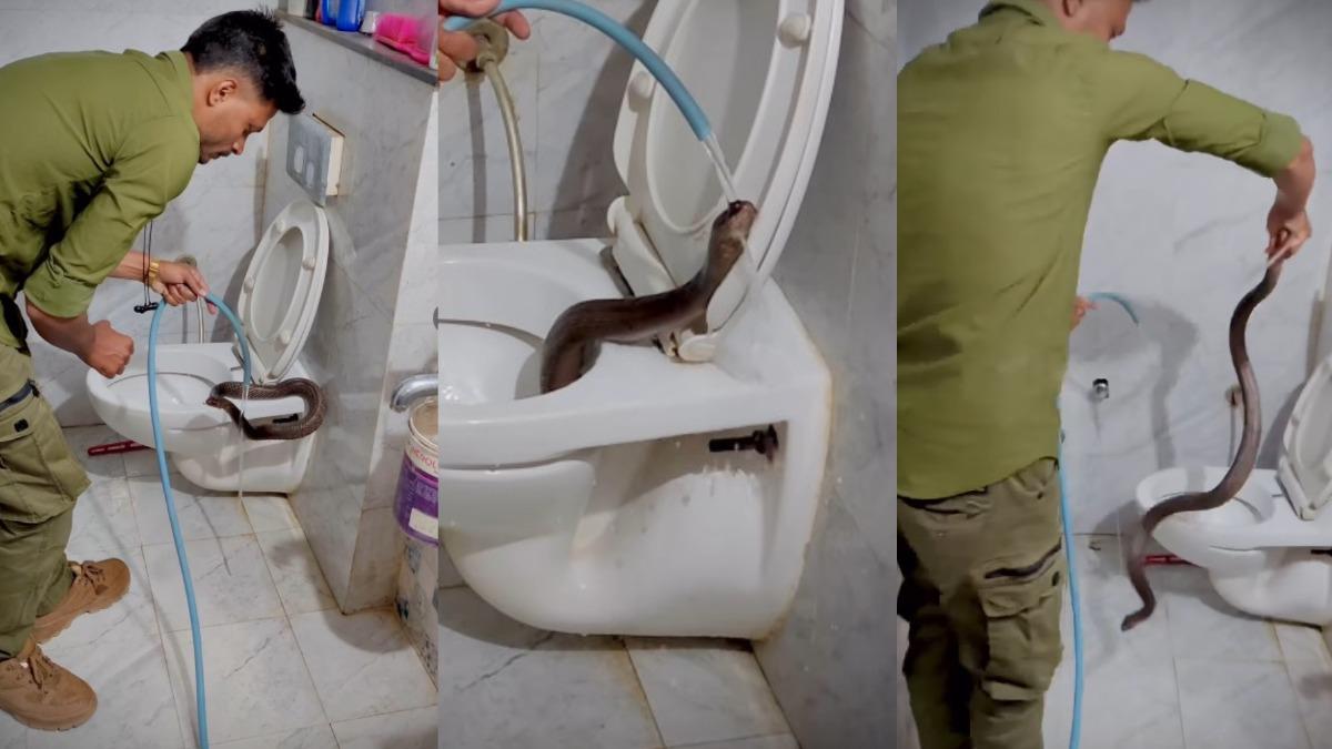 印度捕蛇專家分享抓捕巨大眼鏡蛇過程。（圖／翻攝自@rajesh_indori_snake_rescuer_　IG）