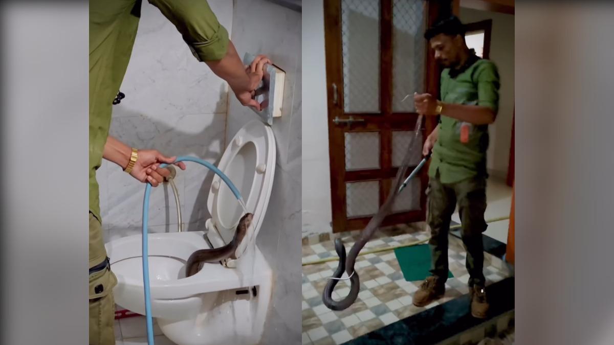 印度中央邦（Madhya Pradesh）民宅馬桶驚見劇毒印度眼鏡蛇（ Indian cobra）。（圖／翻攝自 IG rajesh_indori_snake_rescuer_）